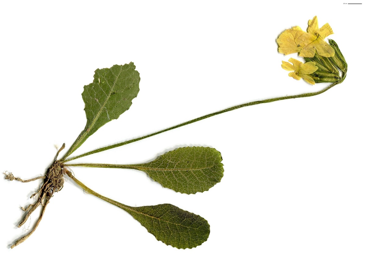 Primula elatior subsp. intricata (Primulaceae)